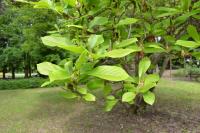 Magnolia de Soulange
