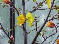 Frémontodendron de Californie