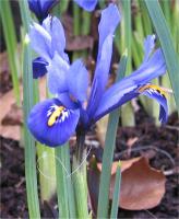 Iris réticulé