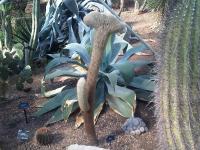 Cleistocactus de Straus