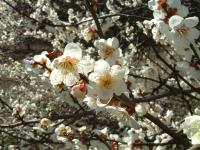 Abricotier du Japon