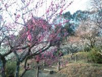 Abricotier du Japon