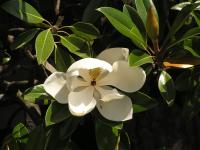 Magnolia à grandes fleurs