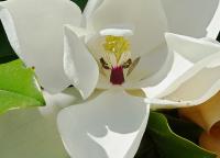 Magnolia à grandes fleurs