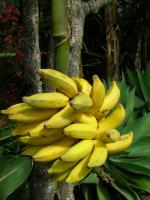 Bananier d'intérieur