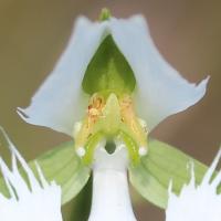 Orchidée colombe