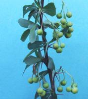 Épine-vinette à feuilles étroites