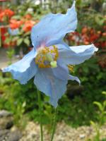 Graines De Pavot Bleu De L'Himalaya - Meconopsis Betonicifolia - Environ 30 Graines - Plante Vivace Ornementale Rare