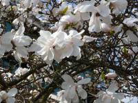 Magnolia étoilé