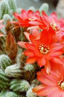 Cactus cornichon
