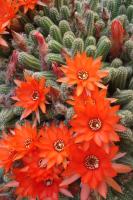 Cactus cornichon