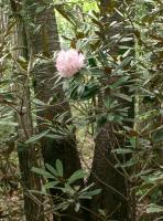 Rhododendron de Yakushima