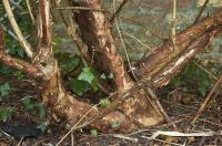 Physocarpe à feuilles d'Obier