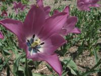 Tulipe de Gesner
