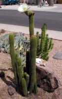 Cactus-oursin