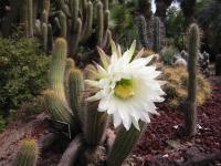 Cactus-oursin