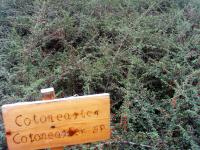 Cotoneaster rampant