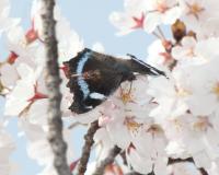 Cerisier Yoshino