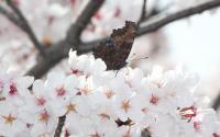 Cerisier Yoshino