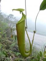 Nepenthes maxima