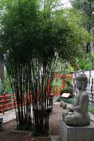 Bambou noir