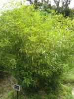 Bambou géant (2)