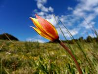 Tulipe des bois