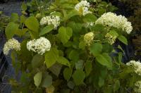 Hortensia arborescent