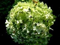 Hortensia arborescent
