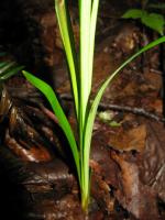 Ophiopogon noir