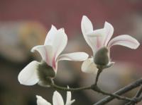 Magnolia du Yulan