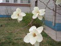 Magnolia du Yulan