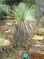 Yucca rostré