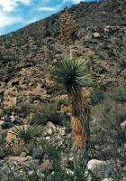Yucca rostré