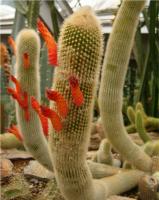 Cactus queue de rat