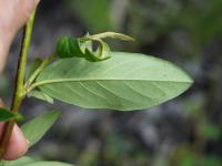 Cotoneaster à feuilles de saule