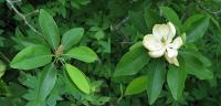 Magnolia de Virginie