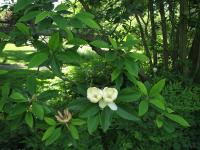 Magnolia de Virginie