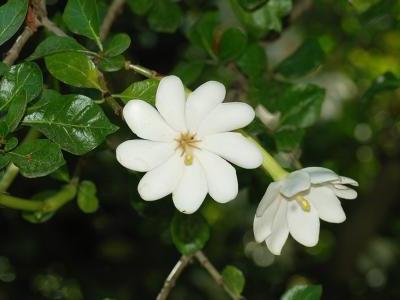 gardenia-de-thunberg-2