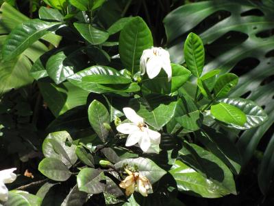 gardenia-rustique-2