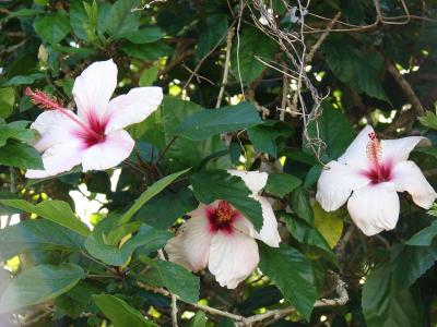 hibiscus-de-chine-2