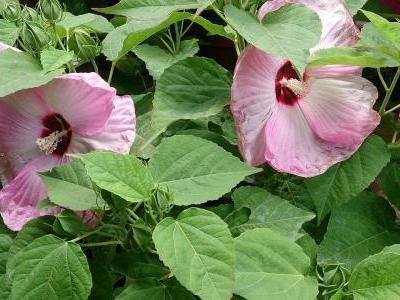 hibiscus-des-marais-1