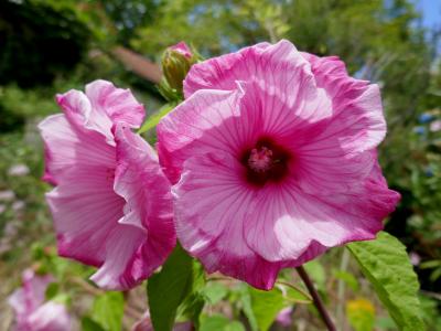 hibiscus-des-marais-2