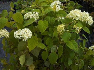 hortensia-arborescent-2