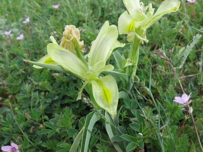 iris-pseudocaucasica-1