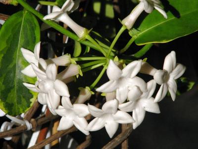 jasmin-de-madagascar-variegata-2