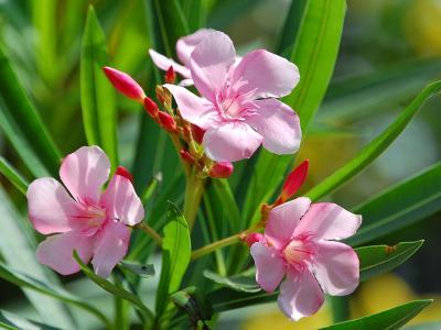 Laurier Rose Blanc - Nerium Oleander 50-60cm, Pot ⌀22cm, Plante Extérieur Méditerranéenne, Floraison Généreuse