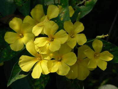 lin-jaune-arbustif-2
