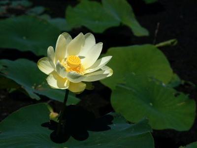 lotus-jaune-d-amerique-2