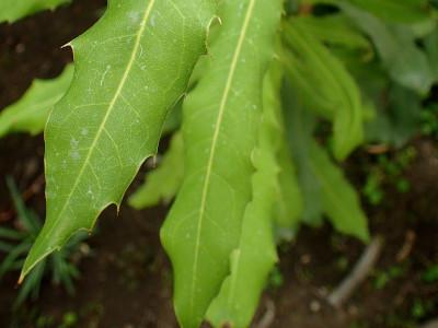 macadamier-ternifolia-1